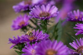 Herbstaster Flowers Garden