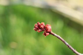 red flower on a branch in the garden