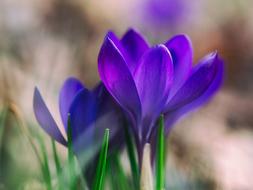 Vesenius is a beautiful beautiful flower