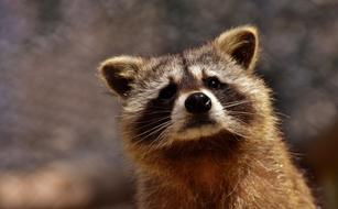 Raccoon Wild Animal Furry