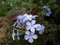 blue flowers in the garden spring