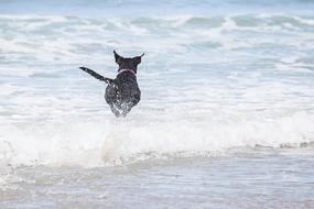 Dog Beach Waves