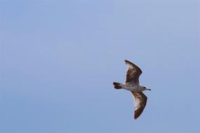 Bird Feather Flying