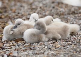 fluffy ducklings on the ground