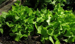 fresh leaves in the garden