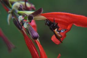 Pollination Nature Bee Red