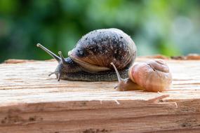Snails Snail Race