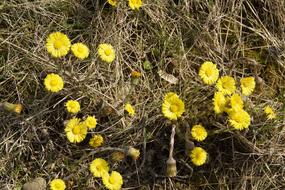 Tussilago Farfara Spring Cough