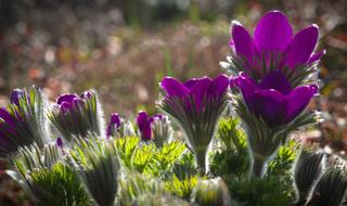 unusual flowers in the garden
