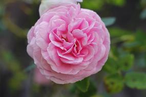 a large unusual rose with a petal
