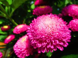 fluffy flowers in the garden alone