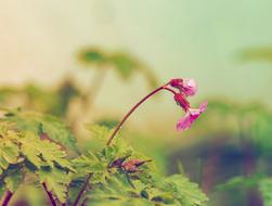 Herbs Nature Flower