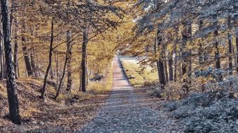 Fall Road Empty
