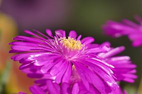Pink unusual flowers