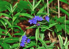 Blue flowers in the garden are beautiful in spring