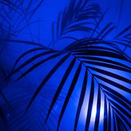 Beautiful view with the silhouettes of the palm leaves, in blue light and fog