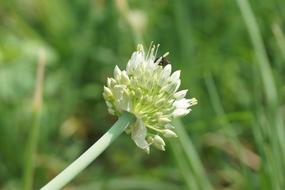 beautiful white flower