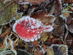 Leaf Ice Frozen