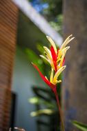 cute yellow red flower