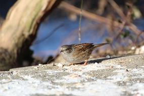 Dunnock Bird Winter