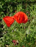 a big flower in the green grass