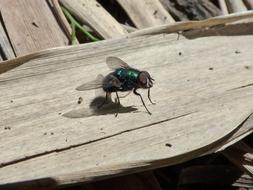 Lucilia Sp Greenfly Gadfly