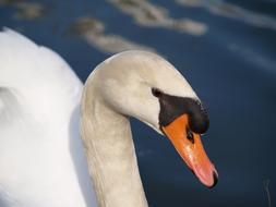 Bird Swan Animal