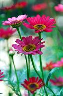 Flower Summer Pink Syrian