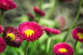 pink open buds