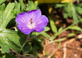 A lonely purple flower