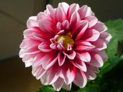 beautiful dahlia in the garden