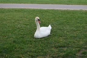 Swan Animal Nature