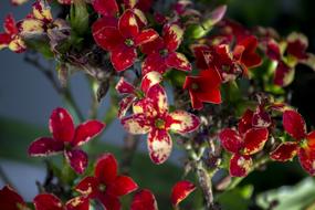 Flower Always Alive Nature