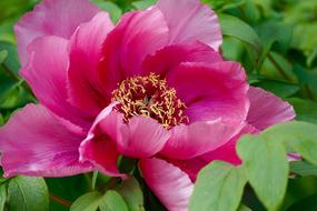 a big bud in the garden is blooming