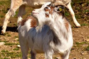 cute goat with a tongue