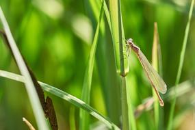 Dragonfly Blatte Close Up