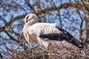 beautiful white stork