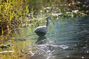 Bird River Water