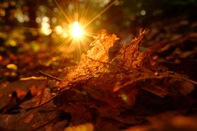 Autumn leaves in the sunshine