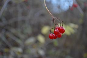 Nature Autumn
