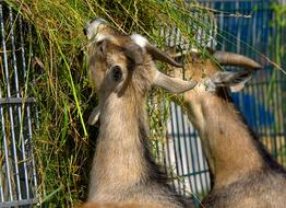 cute animals eat