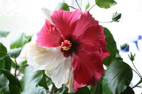 a big red flower with white