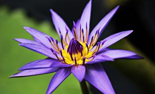 Water Lily Nuphar Lutea Aquatic