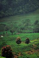 Nature Natur Green