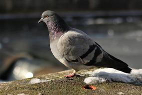 Pigeon Bird City