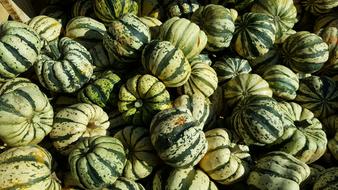 green pumpkin harvest