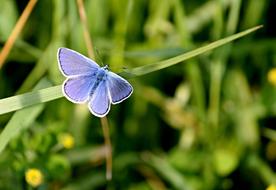 unusual butterfly in green grass