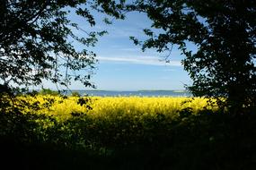 yellow flowers in a field with trees