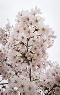spring white sakura