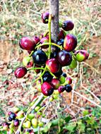 red berries in thick